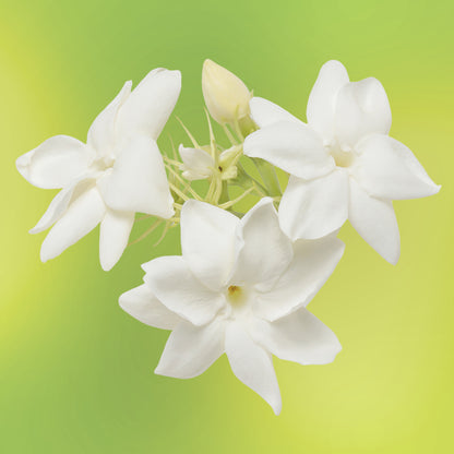 jasmine flower essence LOTUSWEI flower essences