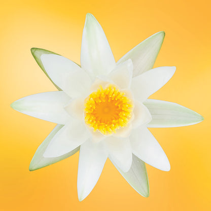 white water lily flower essence LOTUSWEI flower essences