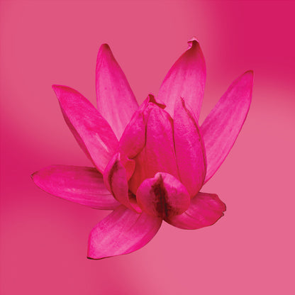 red cup water lily flower card LOTUSWEI flower essences