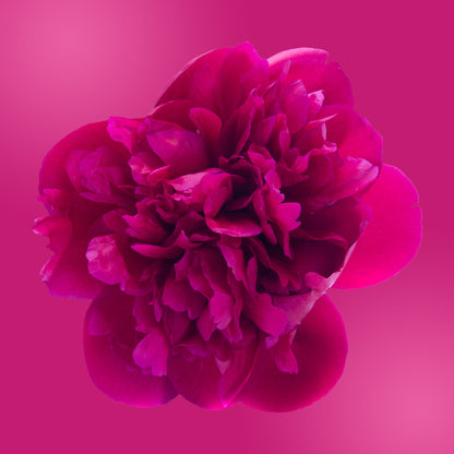 peony flower essence LOTUSWEI flower essences